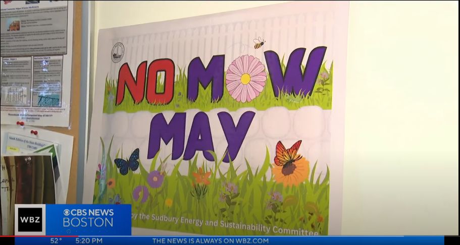 WBZ-TV Feature: Sudbury encourages ‘No Mow May’ to protect bees